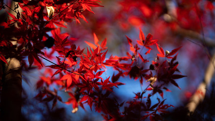 紅葉
