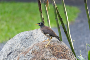 Little bird, Beautiful bird. in the garden