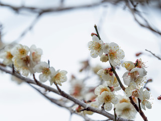 白い梅の花