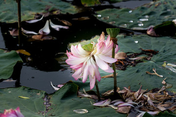 Blooming Lotus flower or Water Lily on the pond. With sunset time.