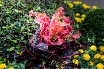 Close-up Thai Flower in the park.