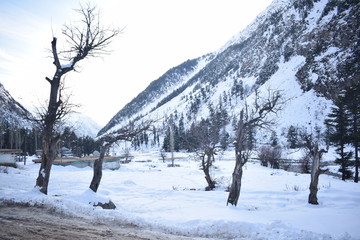 Trees in winter