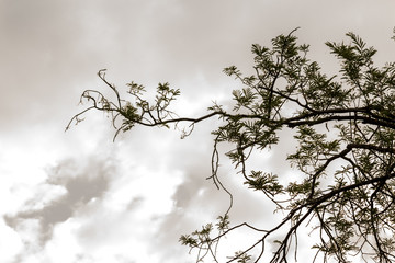 The silhouette of the tree with sunset.