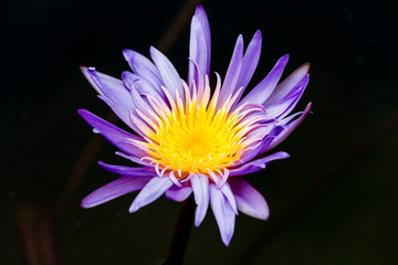 Blooming Lotus flower or Water Lily on the pond. With sunset time.