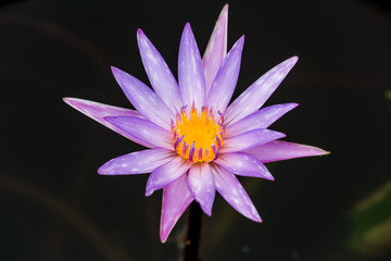 Blooming Lotus flower or Water Lily on the pond. With sunset time.