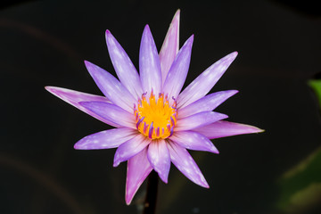 Blooming Lotus flower or Water Lily on the pond. With sunset time.
