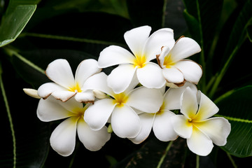 Fototapeta na wymiar Close-up Thai Flower in the park.