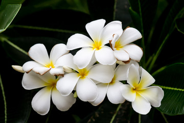 Fototapeta na wymiar Close-up Thai Flower in the park.