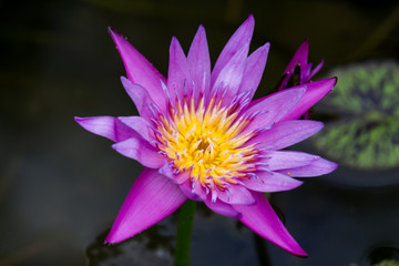 Blooming Lotus flower or Water Lily on the pond. With sunset time.