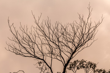 The silhouette of the tree with sunset.