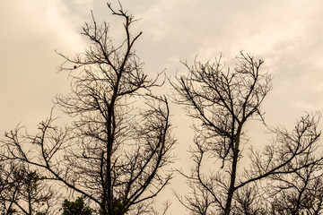 The silhouette of the tree with sunset.