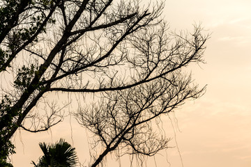 The silhouette of the tree with sunset.