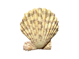 Composition of exotic sea shells on a white background. set of various mollusk shells isolated on white background. Shell, Oyster, Scallop or Keong Tiram, Kerang Laut. Oyster with white background.