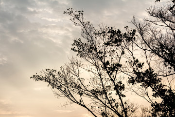 Obraz premium The silhouette of the tree with sunset.