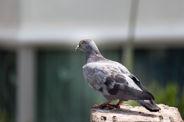Pigeon bird on the electric pole.