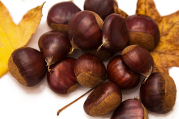 tasty group of chestnuts isolated