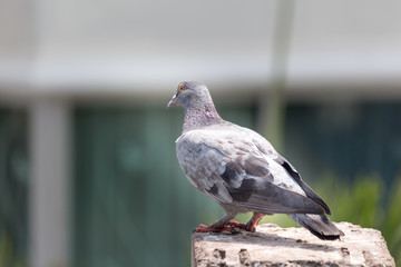 Pigeon bird on the electric pole.