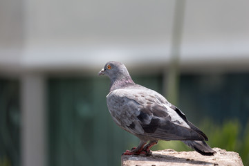 Pigeon bird on the electric pole.