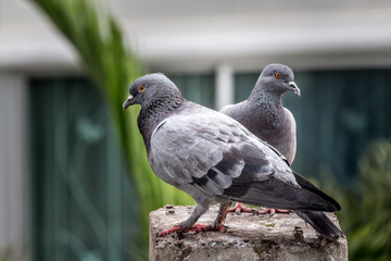 Pigeon bird on the electric pole.
