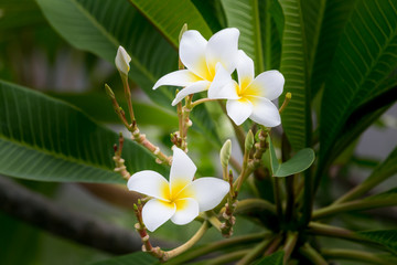 Close-up Thai Flower in the park.