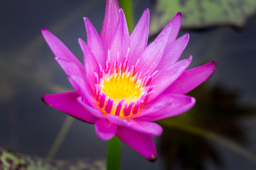 Obraz premium Blooming Lotus flower or Water Lily on the pond. With sunset time.