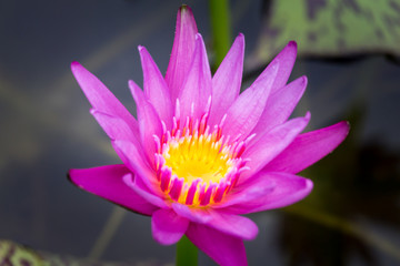 Obraz premium Blooming Lotus flower or Water Lily on the pond. With sunset time.