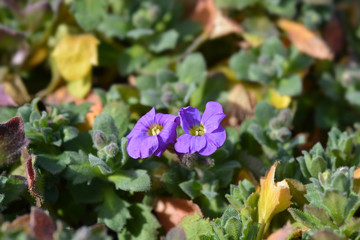 Aubrieta Cascade Purple