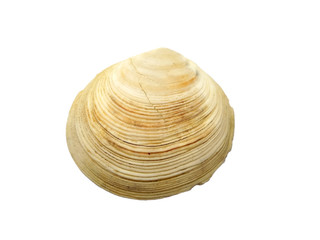 Composition of exotic sea shells on a white background. set of various mollusk shells isolated on white background. Shell, Oyster, Scallop or Keong Tiram, Kerang Laut. Oyster with white background.