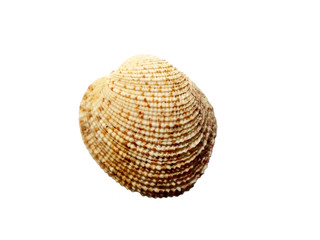 Composition of exotic sea shells on a white background. set of various mollusk shells isolated on white background. Shell, Oyster, Scallop or Keong Tiram, Kerang Laut. Oyster with white background.