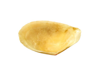 Composition of exotic sea shells on a white background. set of various mollusk shells isolated on white background. Shell, Oyster, Scallop or Keong Tiram, Kerang Laut. Oyster with white background.