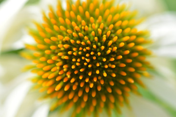 White coneflower Alba
