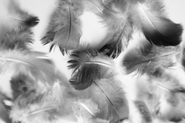 Beautiful abstract colorful white and black feathers on dark background and soft white feather texture on white pattern