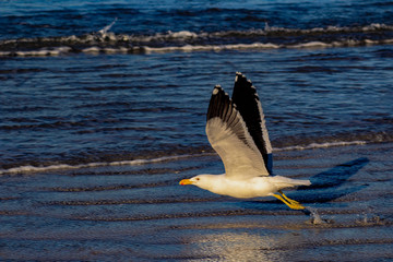 Seagull as it has taken off