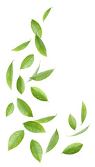 Fresh green citrus leaves on white background