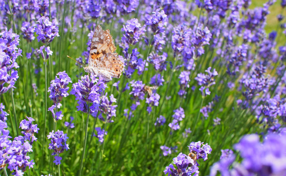 Butterfly - Red Admiral - in Lavender Field - Nice Background Image
