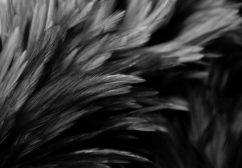 Beautiful abstract colorful white and black feathers on dark background and soft white feather texture on white pattern