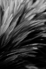 Beautiful abstract colorful white and black feathers on dark background and soft white feather texture on white pattern