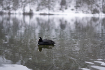 Schneelandschaft mit Burg im Hintergrund und See und Wald im Vordergrund am Fernsteinsee in Österreich Tirol 