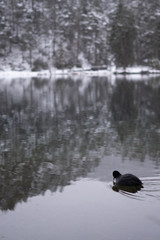 Schneelandschaft mit Burg im Hintergrund und See und Wald im Vordergrund am Fernsteinsee in Österreich Tirol 