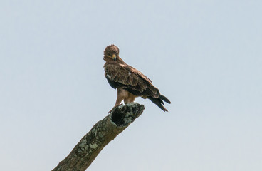 Wildlife in Africa