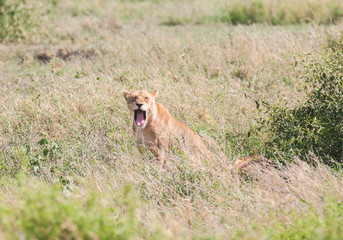 Wildlife in Africa