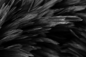 Beautiful abstract colorful white and black feathers on dark background and soft white feather texture on white pattern