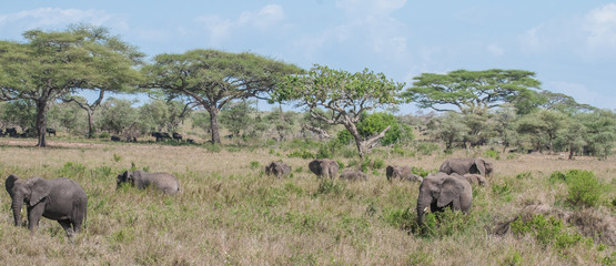Naklejka na ściany i meble Safari in Africa