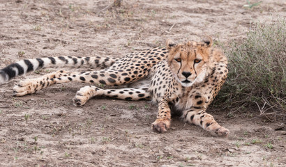 Safari in Africa