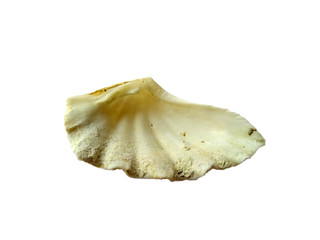 Composition of exotic sea shells on a white background. set of various mollusk shells isolated on white background. Shell, Oyster, Scallop or Keong Tiram, Kerang Laut. Oyster with white background.