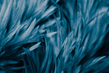 Beautiful abstract colorful purple and blue feathers on black dark background and soft white purple feather texture on white pattern