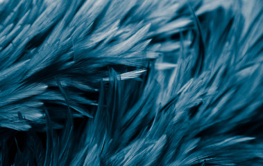 Beautiful abstract colorful purple and blue feathers on black dark background and soft white purple...