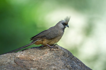 Speckled Mousebird istanding on a rock in Kruger National park, South Africa ; Specie Colius...