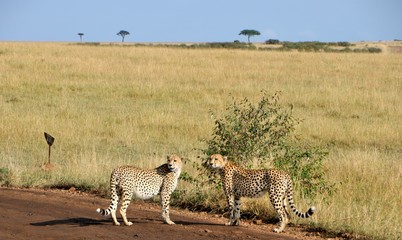 Safari in Africa