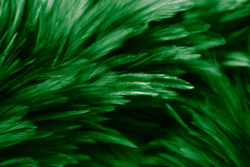 Naklejka na ściany i meble Beautiful abstract colorful white and green feathers on black dark background and soft white pink feather texture on white pattern